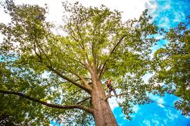 Professional Tree Services in Chester Heights, PA