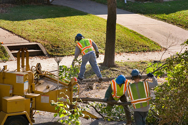 How Our Tree Care Process Works  in Chester Heights, PA